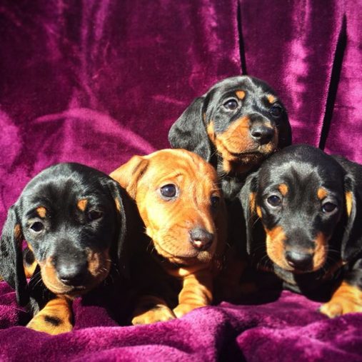 Dachshund puppy in Chandigarh and Jalandhar Sri Sai Pet